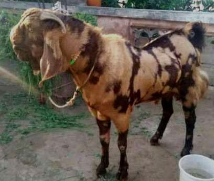 ಗಿರಿಜನ ಉಪಯೋಜನೆಯಡಿ ಪ್ರಸಕ್ತ ಸಾಲಿಗೆ ಕುರಿ, ಮೇಕೆ ಘಟಕ ಅನುಷ್ಠಾನಗೊಳಿಸಲು ಫಾಲಾನುಭವಿಗಳ ಆಯ್ಕೆಗಾಗಿ ಅರ್ಹರಿಂದ ಅರ್ಜಿ ಆಹ್ವಾನಿಸಲಾಗಿದೆ