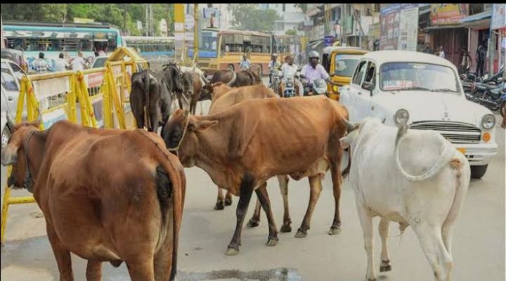ಬೀಡಾಡಿ ದನಗಳನ್ನು ರಸ್ತೆಗೆ ಬಿಡದಂತೆ ಸೂಚನೆ.!