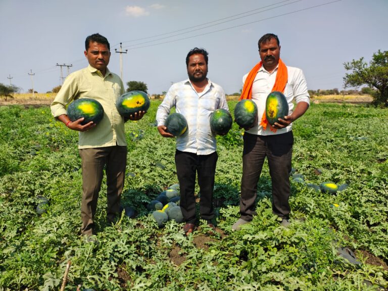 ಬೆಂಬ್ರಾ ಗ್ರಮದಲ್ಲಿ ಕಲ್ಲಂಗಡಿ 50000 ಟನ್ ಲಭ್ಯವಿದೆ.!