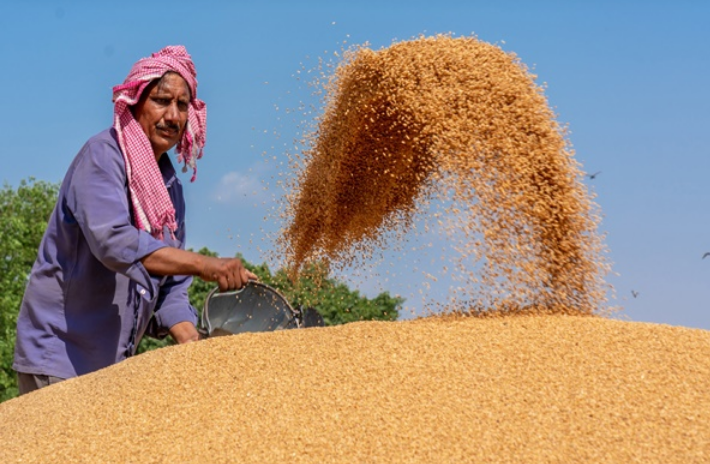 13.98 ಲಕ್ಷ ರೈತರು MSP ನಲ್ಲಿ ಗೋಧಿ ಮಾರಾಟಕ್ಕೆ ನೋಂದಾಯಿಸಿಕೊಂಡಿದ್ದಾರೆ.