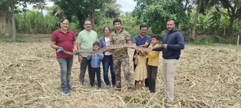 ಭಾರಿ ಗಾತ್ರದ ಹೆಬ್ಬಾವು ರಕ್ಷಿಸಿದ ಸ್ನೇಕ್ ಮಹೇಶ್.