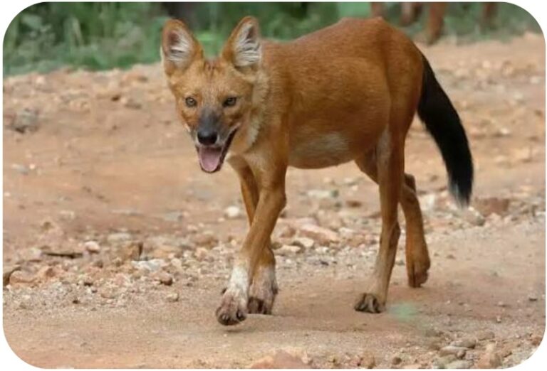 ಬೀದಿನಾಯಿಗಳು ವಾಸವಿದ್ದಲ್ಲಿ ಪರಿಶೀಲಿಸಿ  ಲೆಕ್ಕ ನೀಡಲು ಪಾಲಿಕೆಯ ಆಯುಕ್ತರ ಸೂಚನೆ